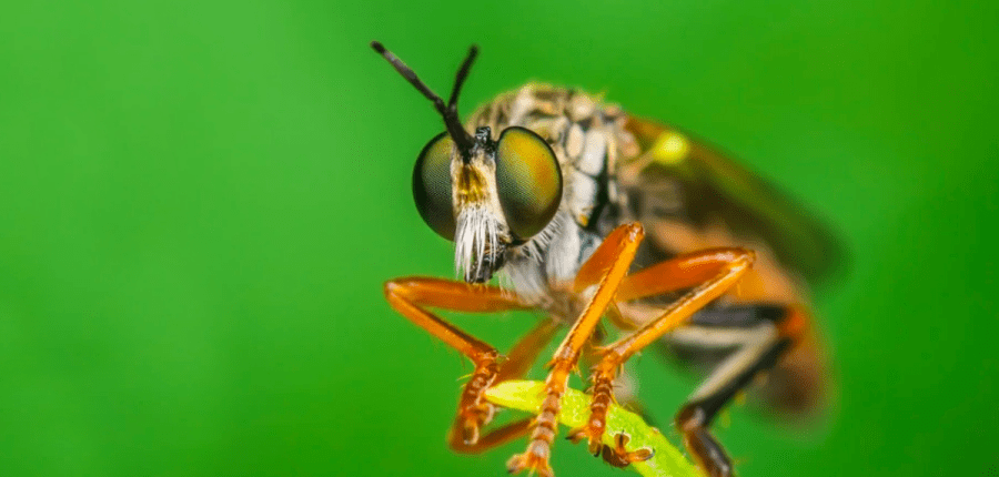 A Robber Fly showcasing its intricate eye structure and striking features.