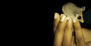 Robinson's mouse opossum