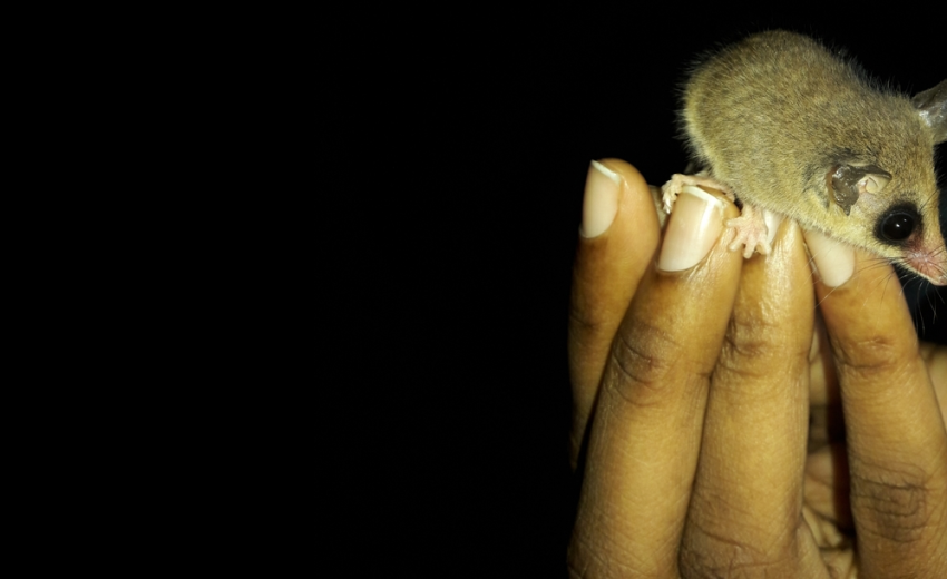 Robinson's mouse opossum