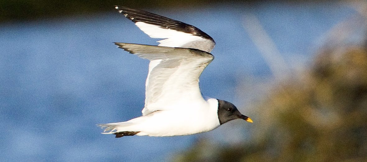 Sabine's gull