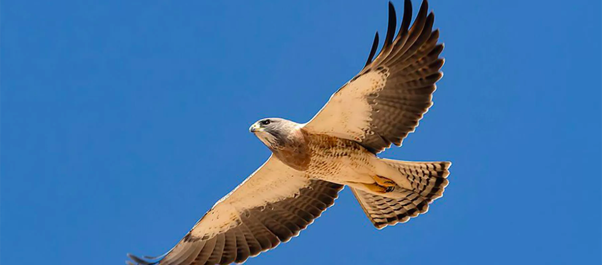 Swainson's hawk