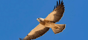Swainson's hawk