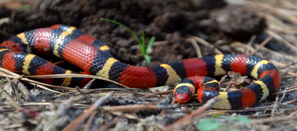 scarlet kingsnake