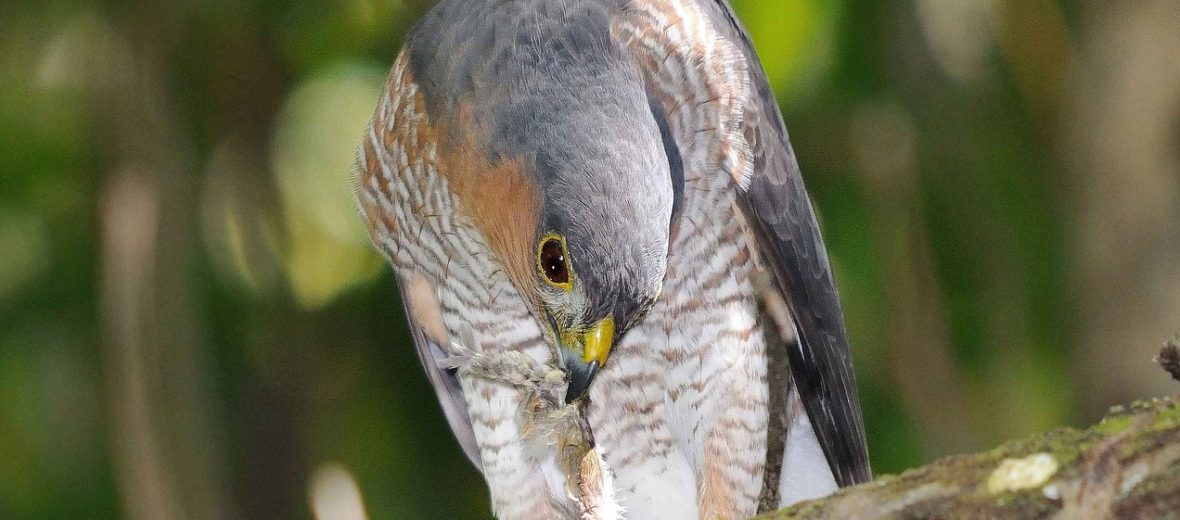 sharp-shinned hawk