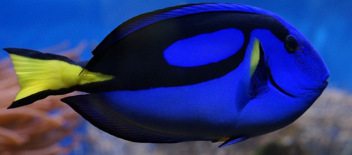 surgeonfish