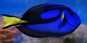 surgeonfish