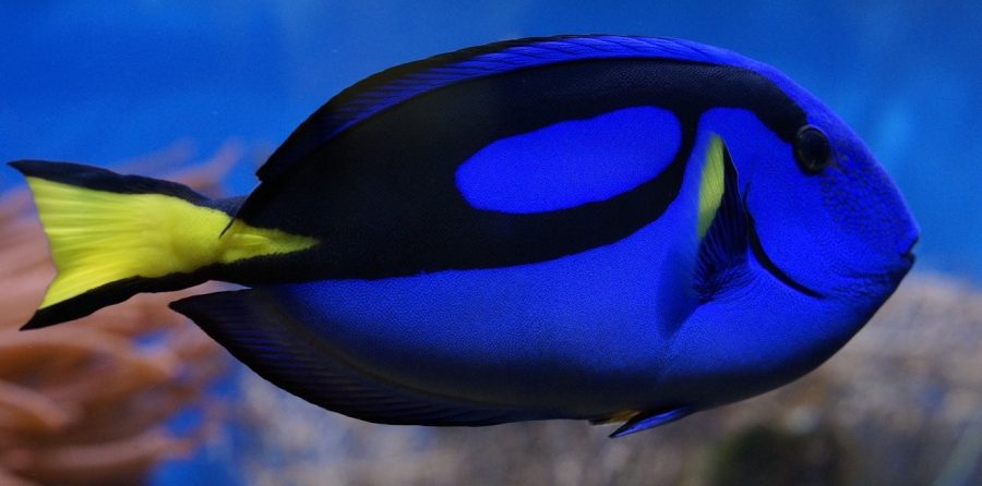 Doctorfish  Animal-World