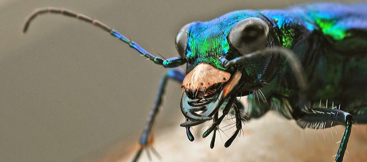 tiger beetle