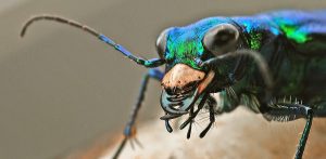 tiger beetle