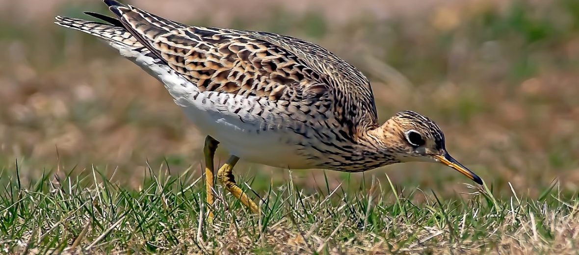 upland sandpiper