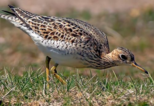 upland sandpiper