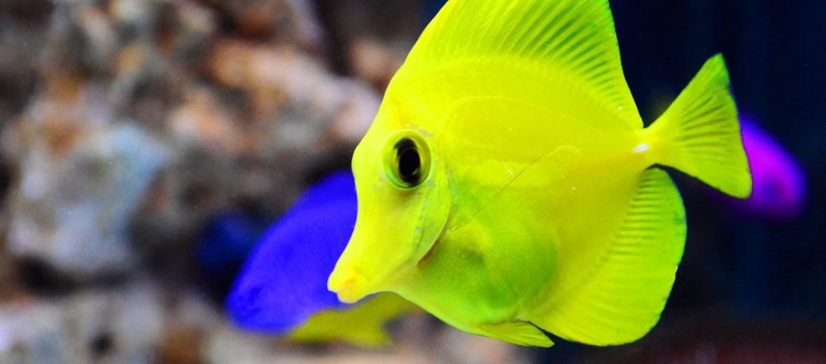 yellow tang