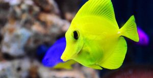 yellow tang