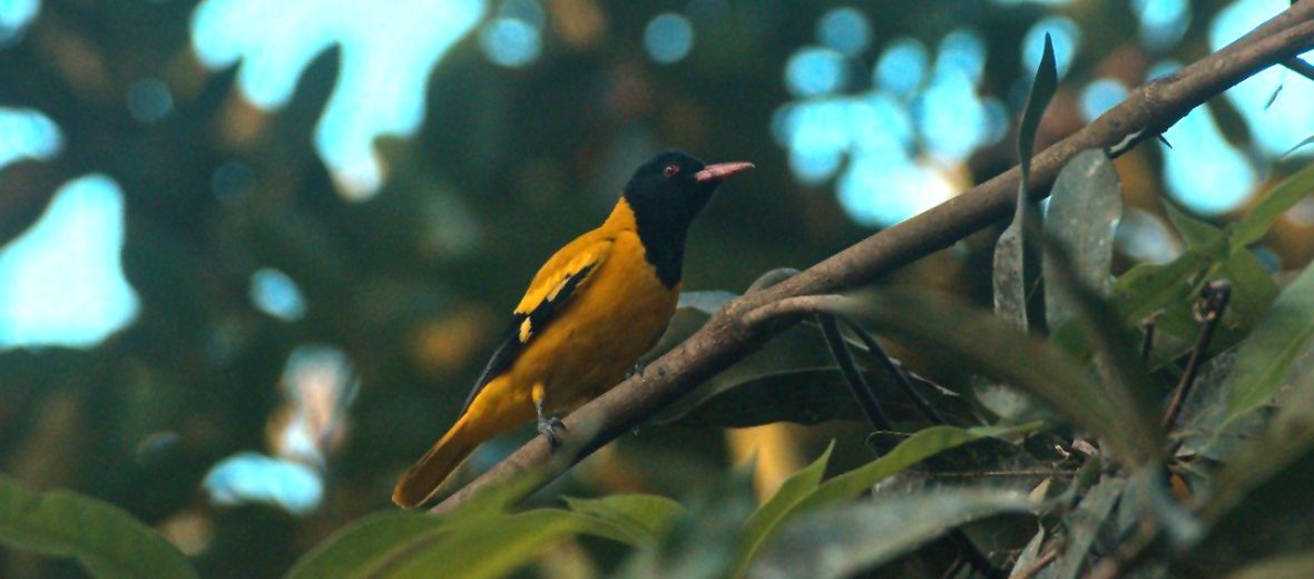 black-hooded oriole