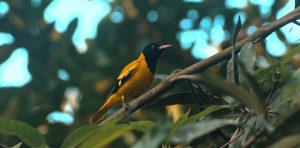 black-hooded oriole