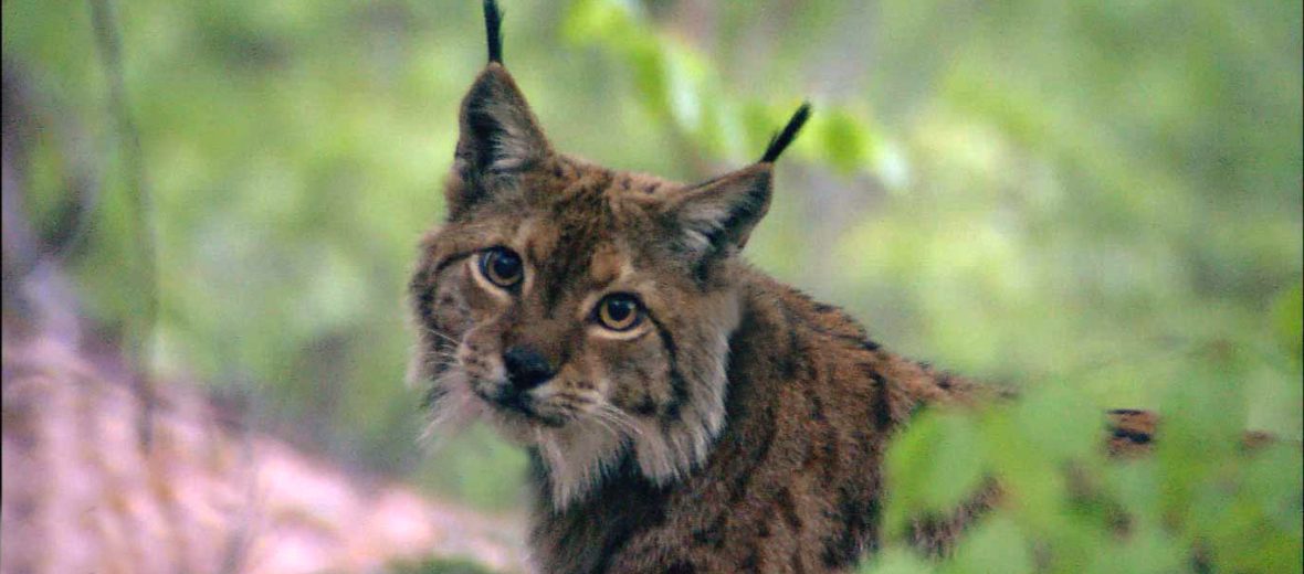 Balkan lynx