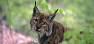 Balkan lynx