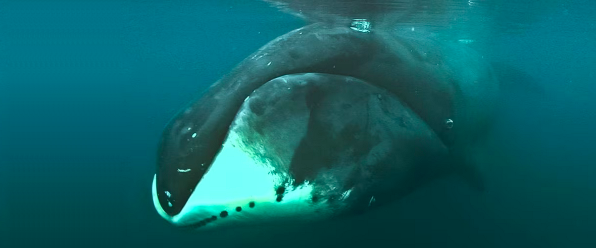 bowhead whale