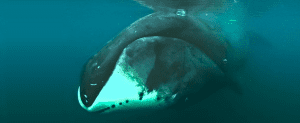 bowhead whale