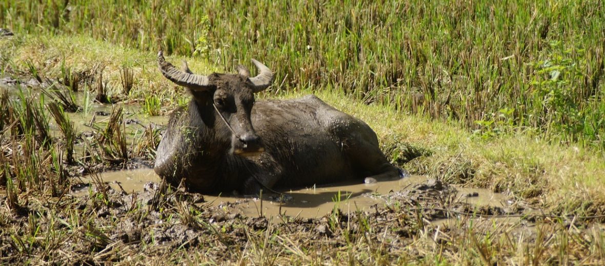 carabao