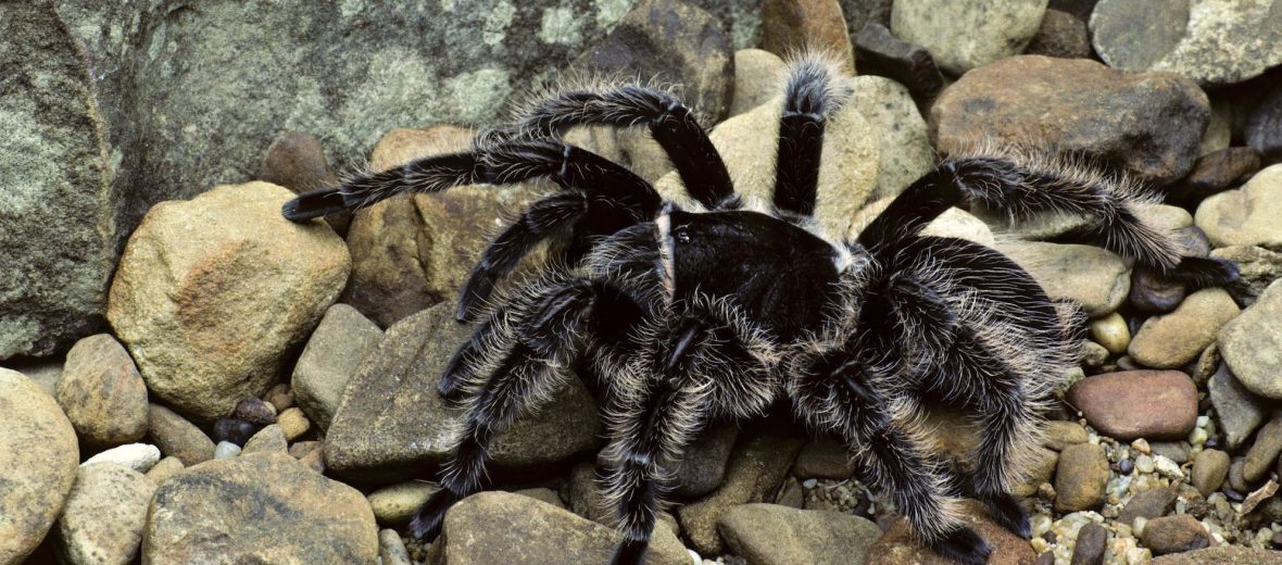 curly-haired tarantula