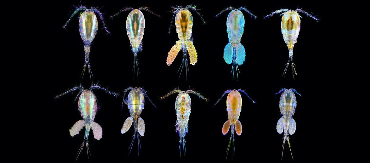 copepods