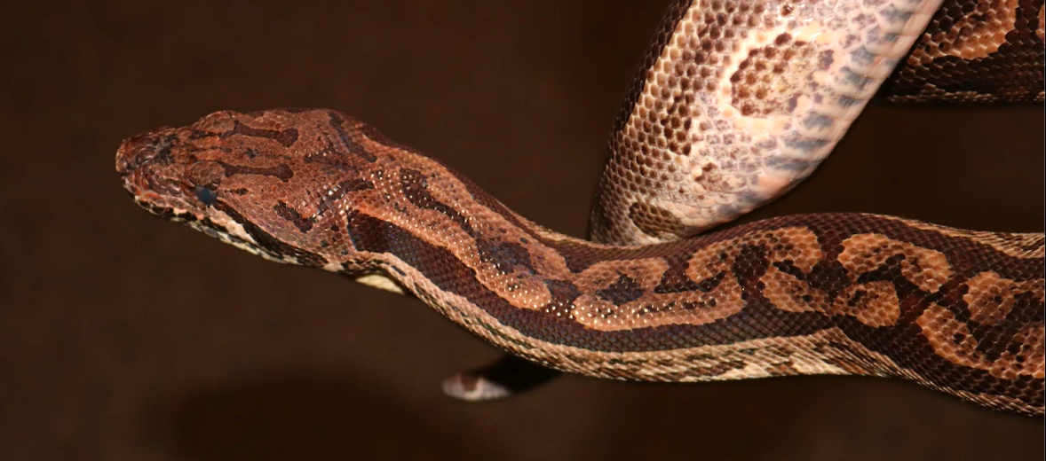 Dumeril's Boa Animal Facts  Acrantophis dumerili - A-Z Animals