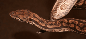Dumeril's boa