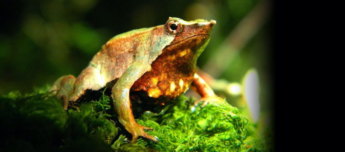 DISCOVER THE MOSS FROGS OF SOUTH AFRICA