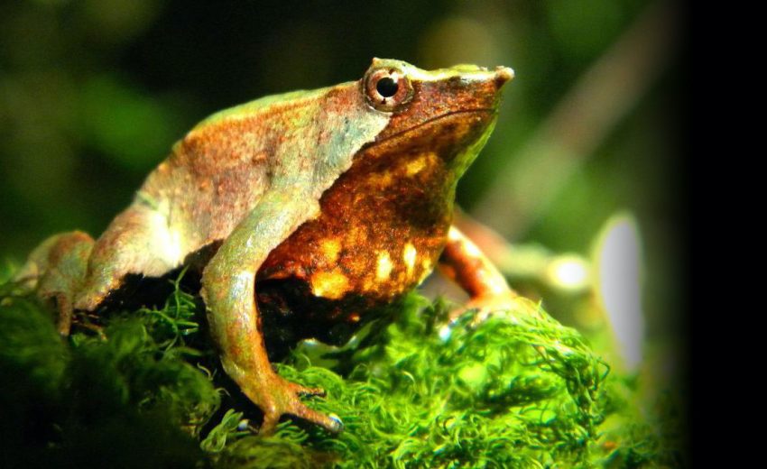 Darwin's frog