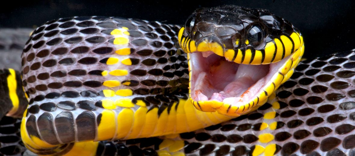 mangrove snake