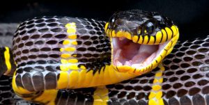 mangrove snake