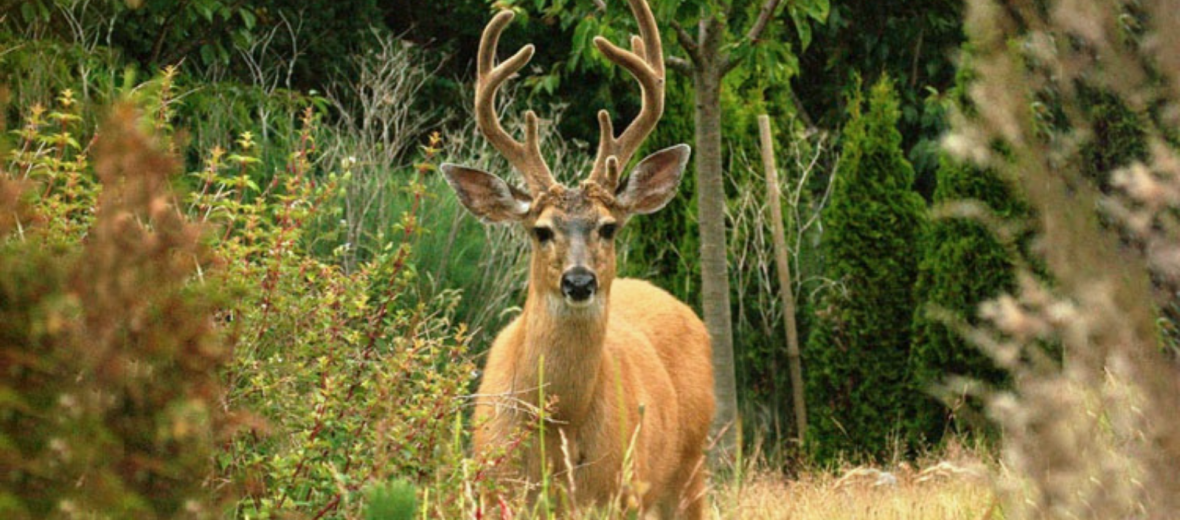 Patagonian huemul