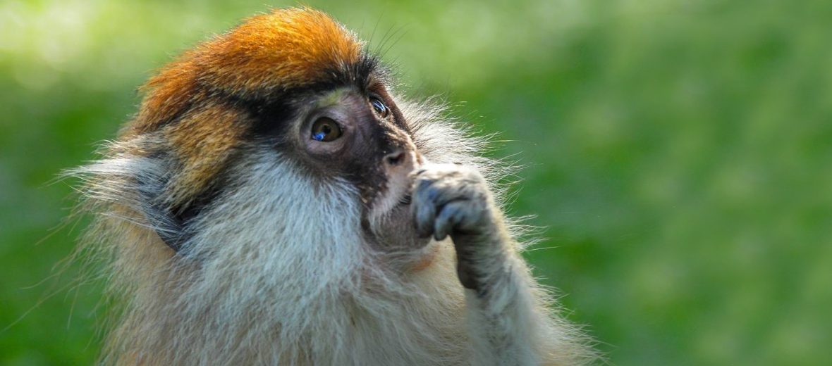 patas monkey