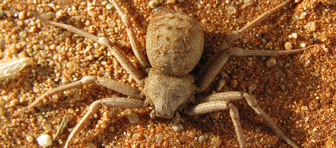 6-eyed sand spider