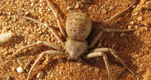 6-eyed sand spider