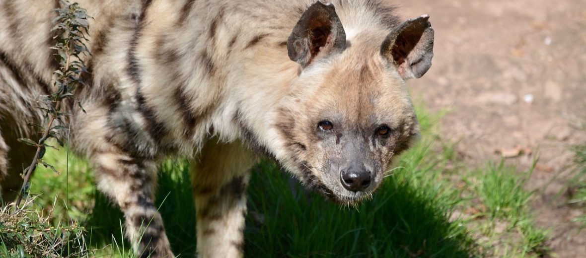 striped hyena