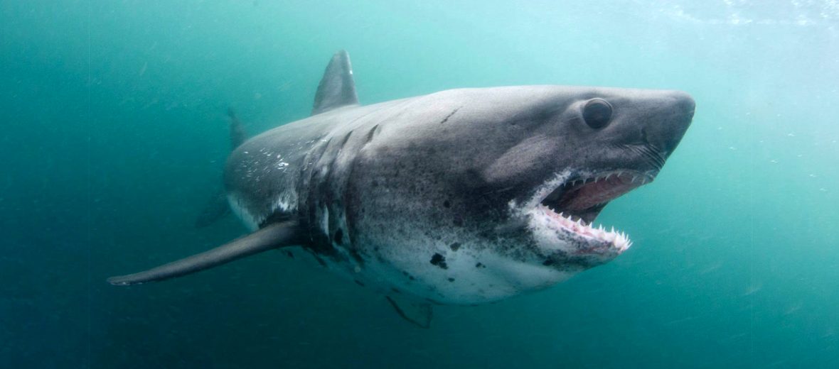 salmon shark