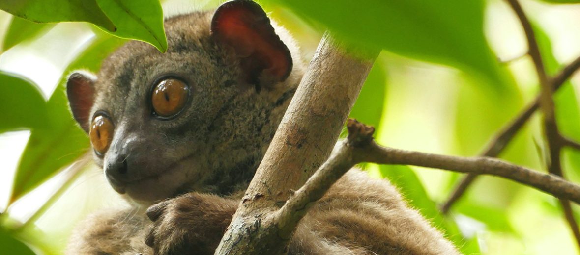 sahafary sportive lemur