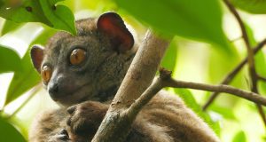 sahafary sportive lemur