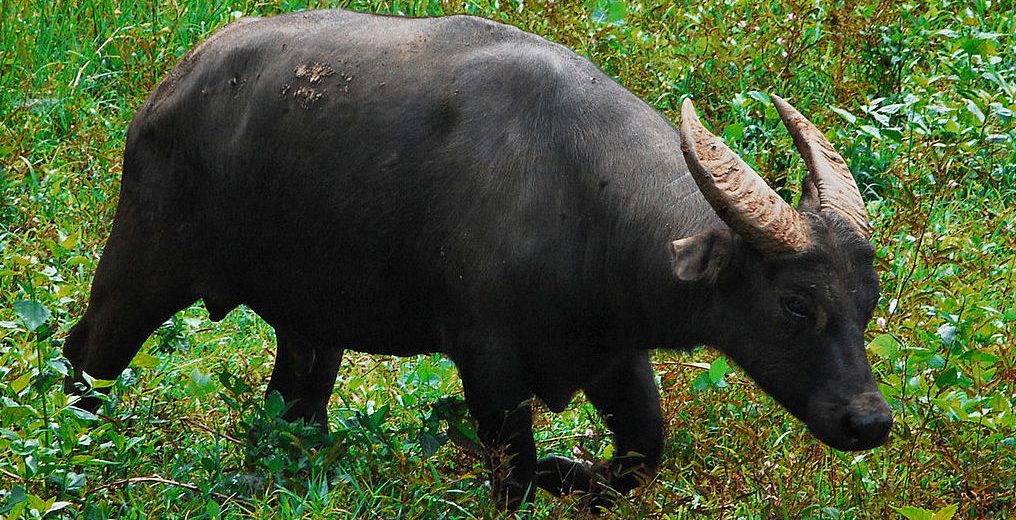 The Tamaraw | Critter Science