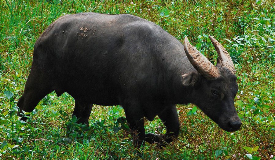 The Tamaraw | Critter Science