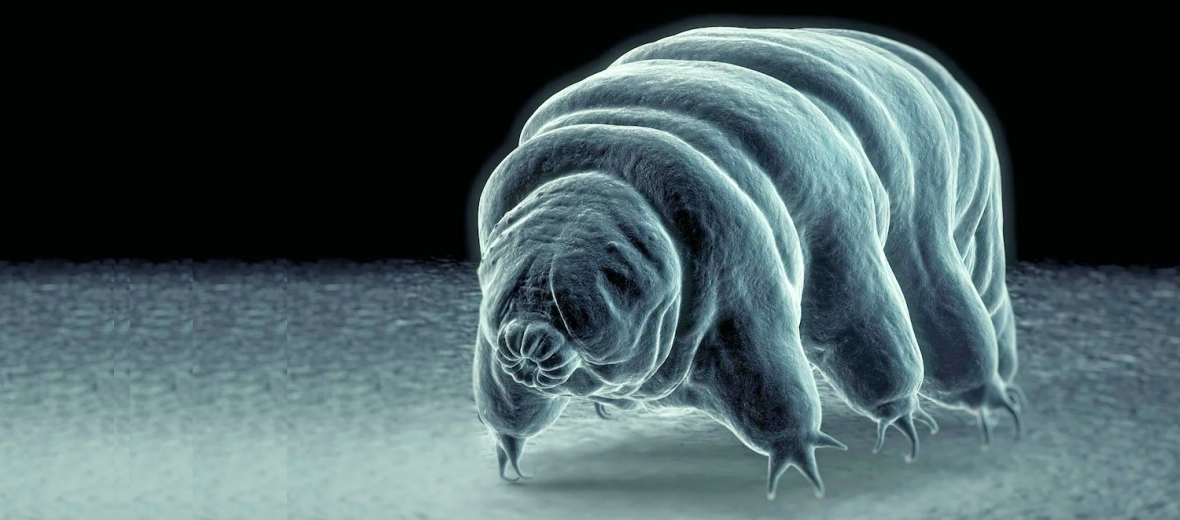 tardigrade