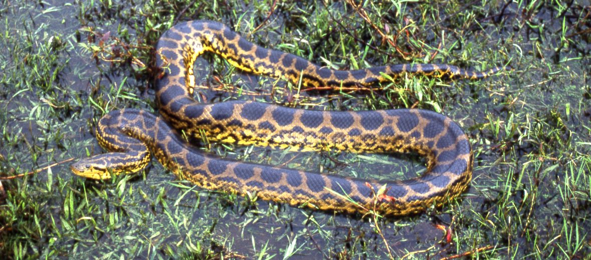 yellow anaconda