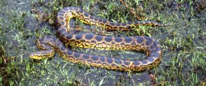 yellow anaconda