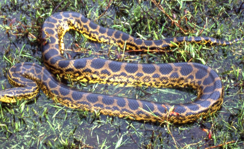 yellow anaconda