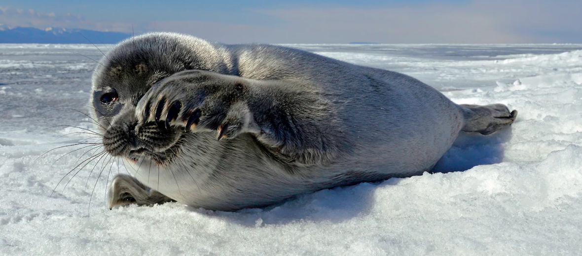 Baikal seal