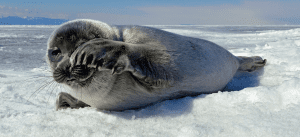 Baikal seal