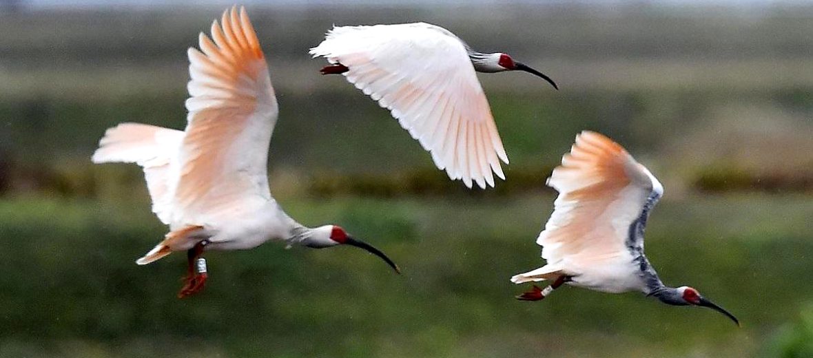 crested ibis