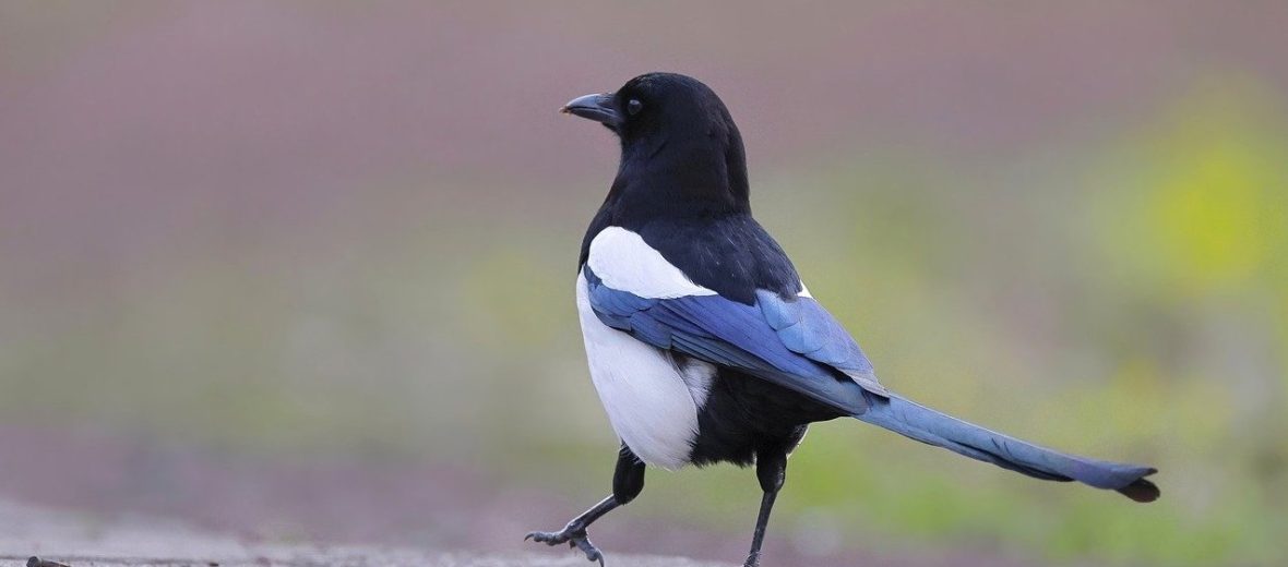 Eurasian magpie